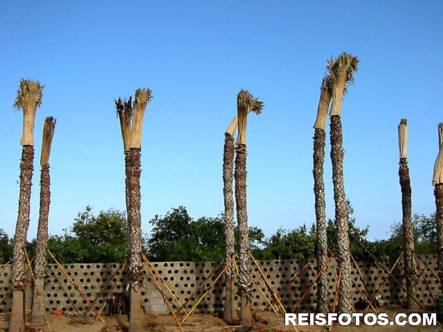 Palm bomen
