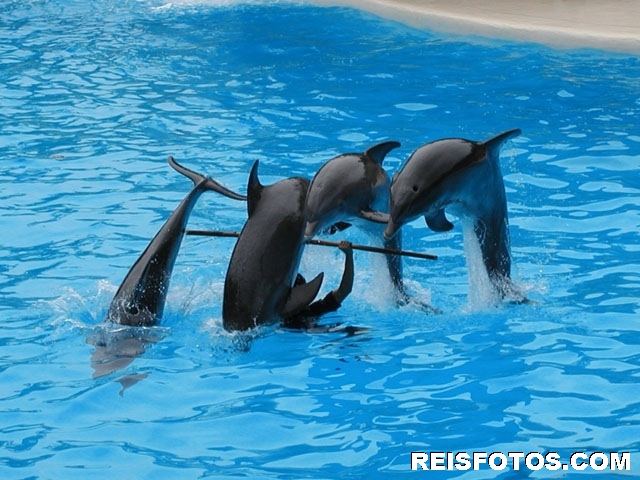 Dolfijnenshow