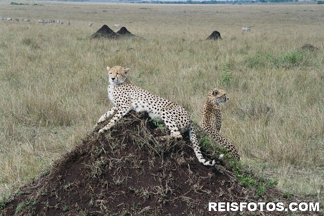Cheeta's bij Mara river