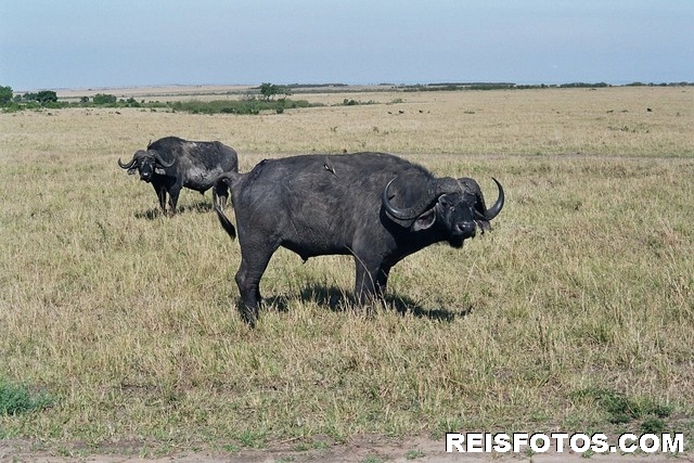 Buffel in Masai Mara