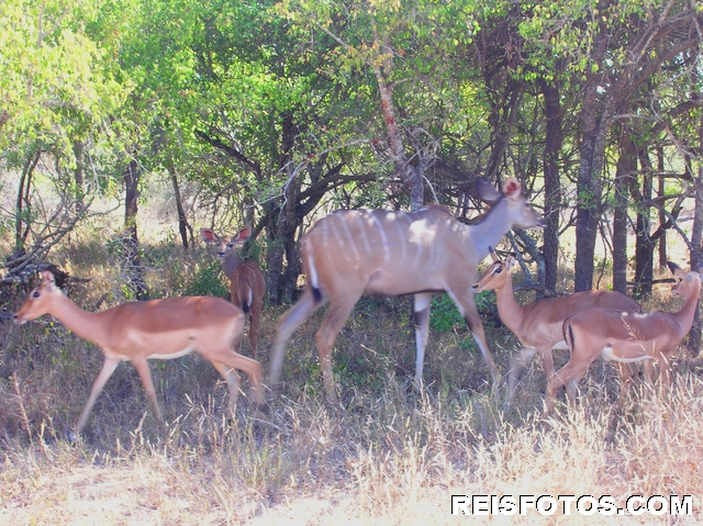 Impala's  in  het Krugerpark
