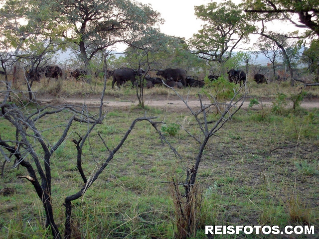 Buffels  in  het Krugerpark