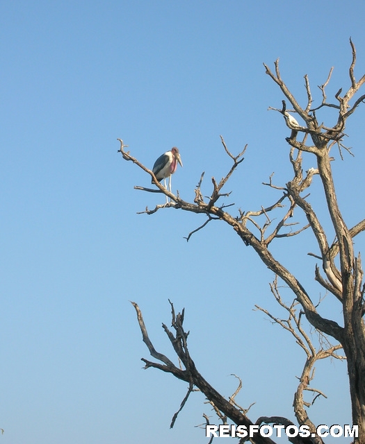 Een  maraboe in  het Krugerpark