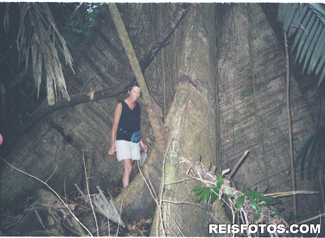 Een boom in het regenwoud