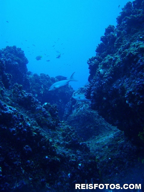 Galapagos duiken
