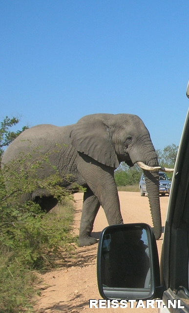 Savanneolifanten in het Krugerpark