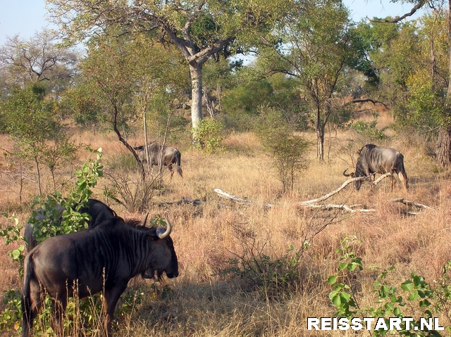 Wildebeesten in  het Krugerpark