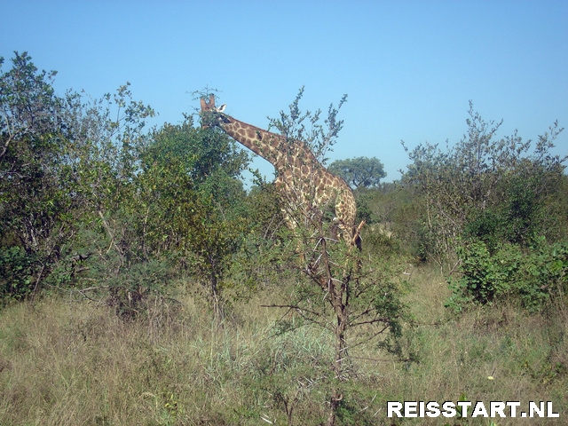 Giraffe in  het Krugerpark