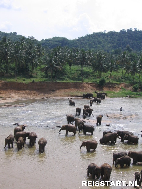 Olifanten die richting jungle lopen