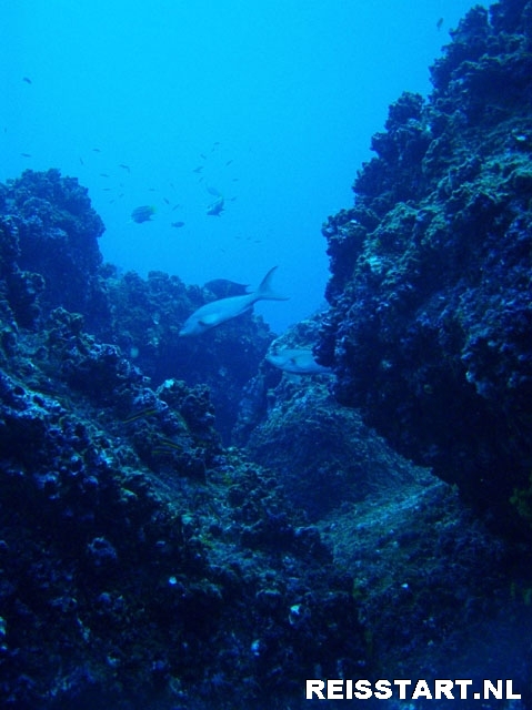 Galapagos duiken