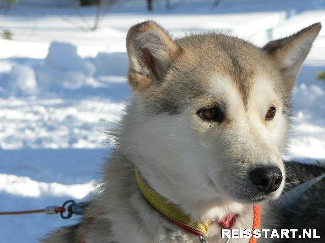 Husky hond in Rovaniemi