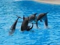 Dolfijnenshow