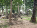 Omgeving Siem Reap