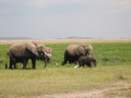 Olifanten in Amboseli