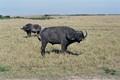 Buffel in Masai Mara