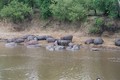 Hippo's in de mara rivier
