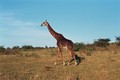 Masai giraffe in de Masai Mara