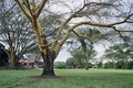 Eucalyptusboom in lodge Keekorok