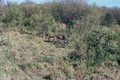 Luipaard in Masa Mara