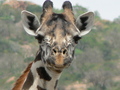 Giraffe, Tsavo West