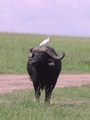 Buffel met witte reiger