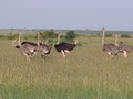 Struisvogels