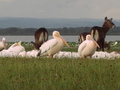 Pelikanen en Waterbokken