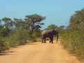 Olifanten in  het Krugerpark