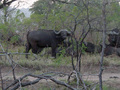Buffels in  het Krugerpark