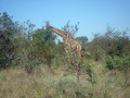 Giraffe in  het Krugerpark