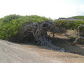 Natuur op Bonaire